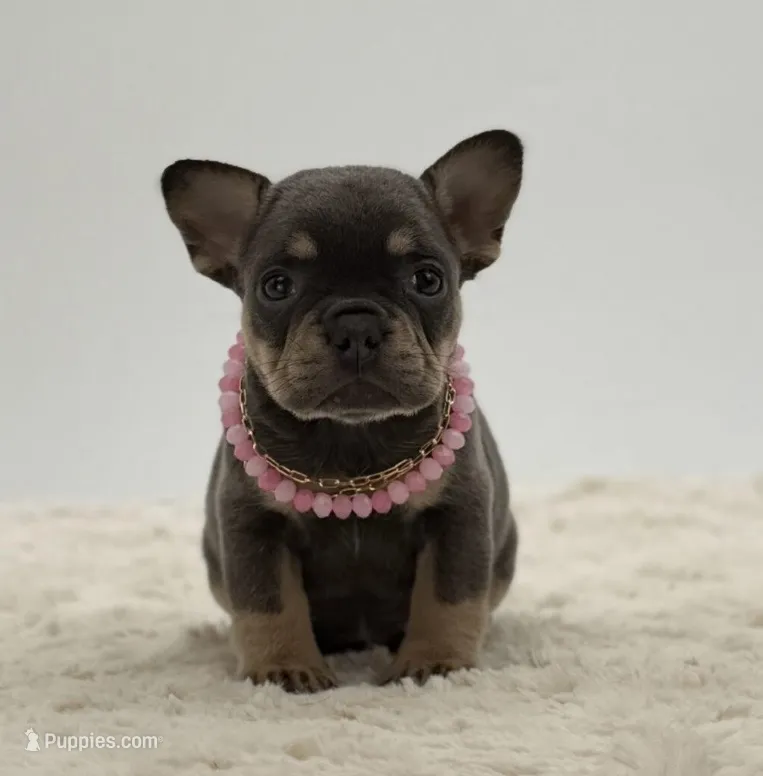 Olivia – French Bulldog puppy for sale in Sugarcreek, OH