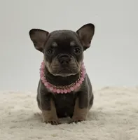 Olivia, a female French Bulldog for sale in Sugarcreek, OH – 1 of 5