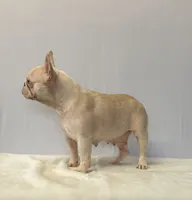 Rueben, a male French Bulldog for sale in Sugarcreek, OH – 4 of 5