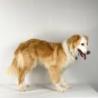 Vanilla, a female English Shepherd for sale in Sugarcreek, OH – Photo 4 of 6