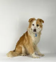 Vanilla, a female English Shepherd for sale in Sugarcreek, OH – Photo 1 of 6