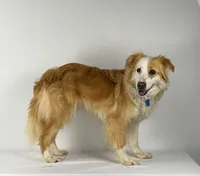 Vanilla, a female English Shepherd for sale in Sugarcreek, OH – Photo 2 of 6