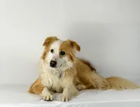 Vanilla, a female English Shepherd for sale in Sugarcreek, OH – Photo 5 of 6