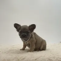 Lucky, a male French Bulldog for sale in Sugarcreek, OH – 3 of 3