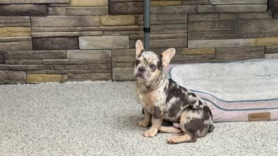 Nate, a male French Bulldog for sale in Sugarcreek, OH – 6 of 6
