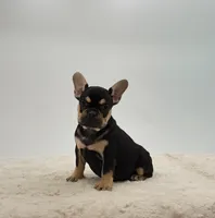 Abby, a female French Bulldog for sale in Sugarcreek, OH – 3 of 3