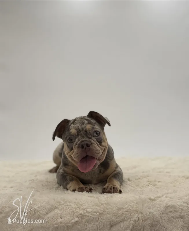 Carrie – French Bulldog puppy for sale in Sugarcreek, OH
