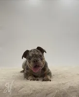 Carrie, a female French Bulldog for sale in Sugarcreek, OH – 1 of 6
