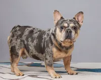 Rueben, a male French Bulldog for sale in Sugarcreek, OH – 5 of 5