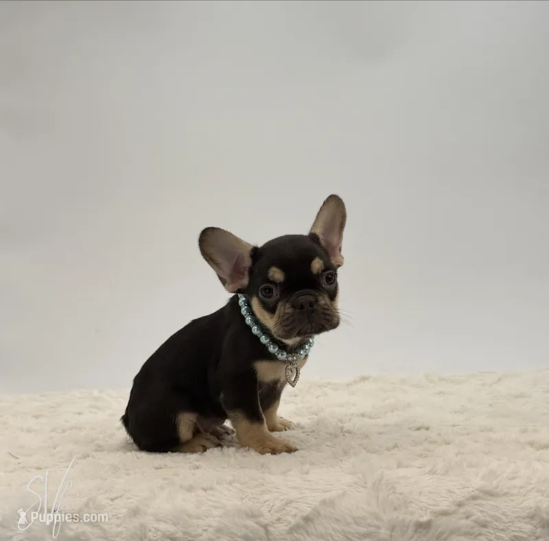 Marcus – French Bulldog puppy for sale in Sugarcreek, OH