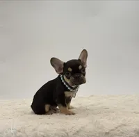 Marcus, a male French Bulldog for sale in Sugarcreek, OH – 1 of 5