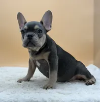 Willy, a male French Bulldog for sale in Sugarcreek, OH – 4 of 4