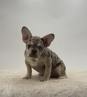 Zander, a male French Bulldog for sale in Sugarcreek, OH – 3 of 5