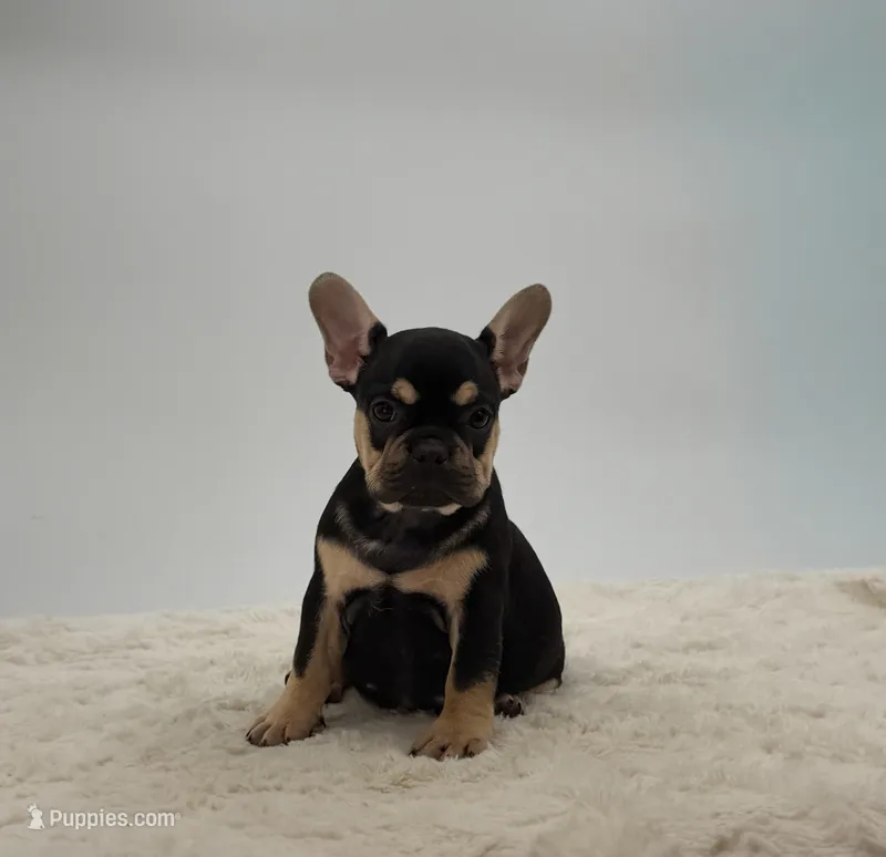 Abby – French Bulldog puppy for sale in Sugarcreek, OH