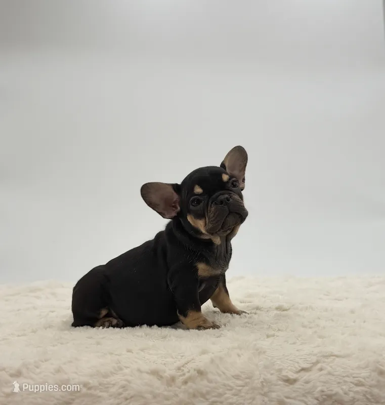 Annie – French Bulldog puppy for sale in Sugarcreek, OH