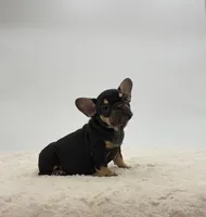 Annie, a female French Bulldog for sale in Sugarcreek, OH – 1 of 3