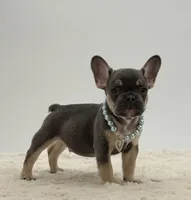 Peter, a male French Bulldog for sale in Sugarcreek, OH – 1 of 5