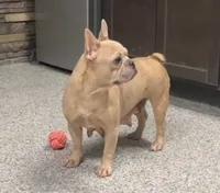 Nate, a male French Bulldog for sale in Sugarcreek, OH – 5 of 6