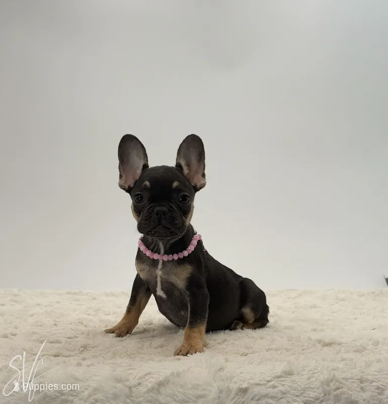Darlene – French Bulldog puppy for sale in Sugarcreek, OH