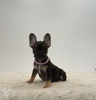 Darlene, a female French Bulldog for sale in Sugarcreek, OH – 1 of 5