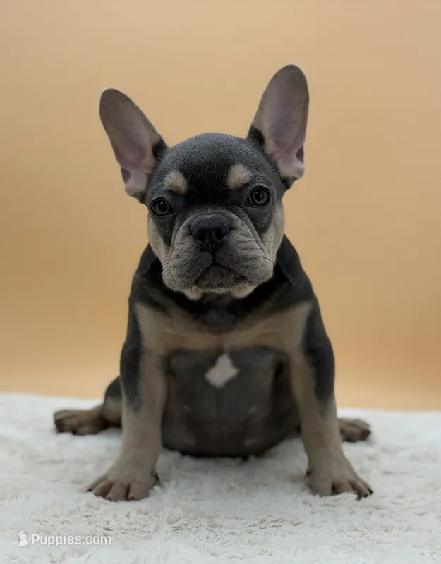 Willy – French Bulldog puppy for sale in Sugarcreek, OH