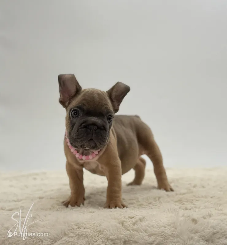 Sophia – French Bulldog puppy for sale in Sugarcreek, OH