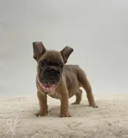 Sophia, a female French Bulldog for sale in Sugarcreek, OH – 1 of 3