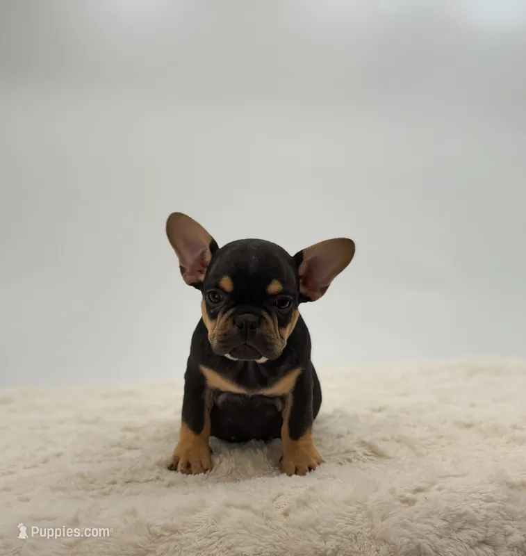 Arlo – French Bulldog puppy for sale in Sugarcreek, OH