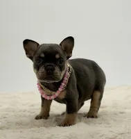 Olivia, a female French Bulldog for sale in Sugarcreek, OH – 2 of 5