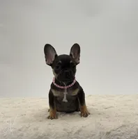 Darlene, a female French Bulldog for sale in Sugarcreek, OH – 2 of 5