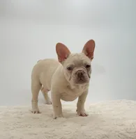 Vixen, a female French Bulldog for sale in Sugarcreek, OH – 2 of 5
