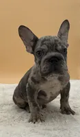Sam, a male French Bulldog for sale in Sugarcreek, OH – 2 of 4