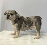 Peter, a male French Bulldog for sale in Sugarcreek, OH – 5 of 5