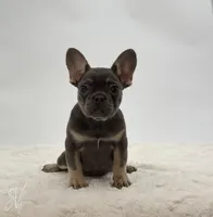 Dominique, a female French Bulldog for sale in Sugarcreek, OH – Photo 2 of 3