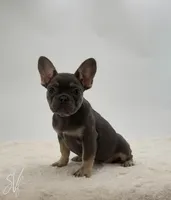 Dominique, a female French Bulldog for sale in Sugarcreek, OH – Photo 3 of 3