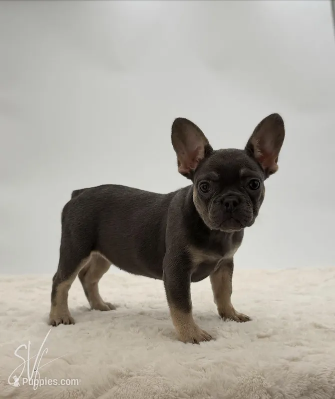Dominique – French Bulldog puppy for sale in Sugarcreek, OH