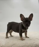 Dominique, a female French Bulldog for sale in Sugarcreek, OH – Photo 1 of 3