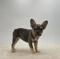 Darlene, a female French Bulldog for sale in Sugarcreek, OH – 2 of 3