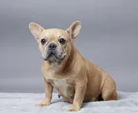 Olivia, a female French Bulldog for sale in Sugarcreek, OH – 4 of 5
