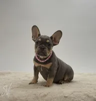 Dazzle, a female French Bulldog for sale in Sugarcreek, OH – 2 of 3