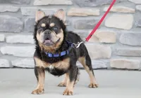 Pansy, a female French Bulldog for sale in Sugarcreek, OH – 4 of 5