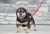 Willow, a female French Bulldog for sale in Sugarcreek, OH – 4 of 4