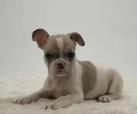 Rolex, a male French Bulldog for sale in Sugarcreek, OH – Photo 1 of 3