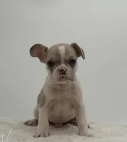 Rolex, a male French Bulldog for sale in Sugarcreek, OH – Photo 2 of 3