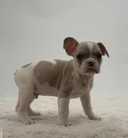 Rolex, a male French Bulldog for sale in Sugarcreek, OH – Photo 3 of 3