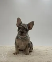 Nate, a male French Bulldog for sale in Sugarcreek, OH – 2 of 5