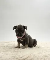 Willow, a female French Bulldog for sale in Sugarcreek, OH – 2 of 4