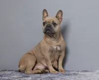 Willow, a female French Bulldog for sale in Sugarcreek, OH – 3 of 4