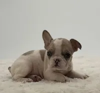 Jada, a female French Bulldog for sale in Sugarcreek, OH – Photo 1 of 3