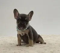 Peter, a male French Bulldog for sale in Sugarcreek, OH – 3 of 5